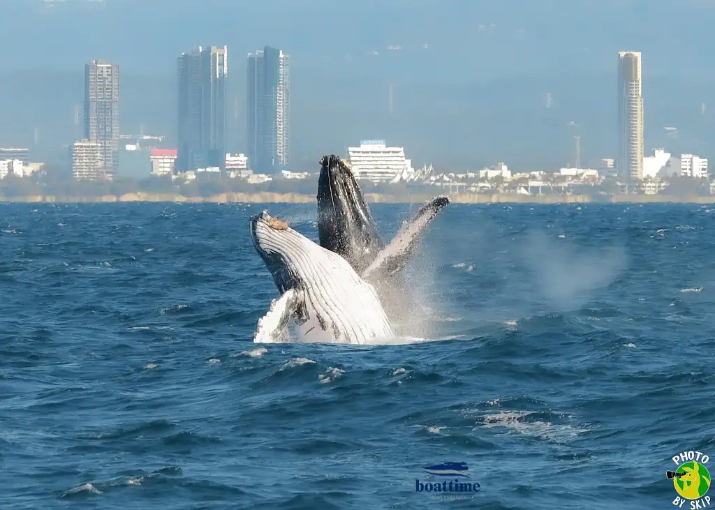 Small Group, Super Yacht Whale Watching Experience