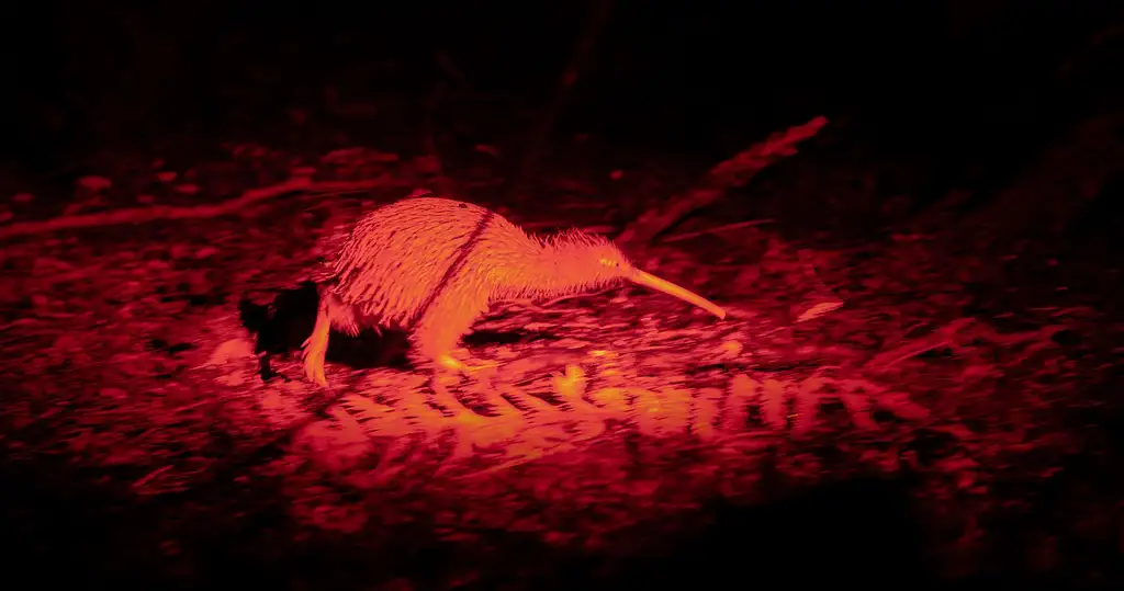 Stewart Island Wild Kiwi Encounter