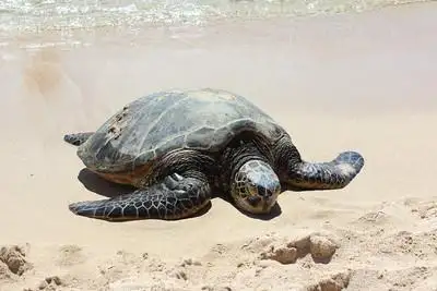 Oahu Island Turtle Tour