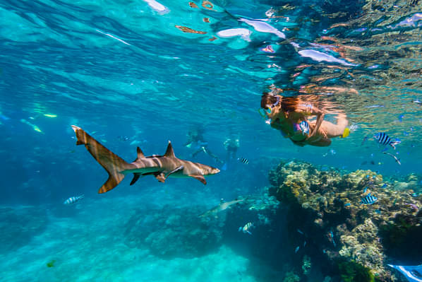 Ultimate Encounter: Snorkel with Sharks