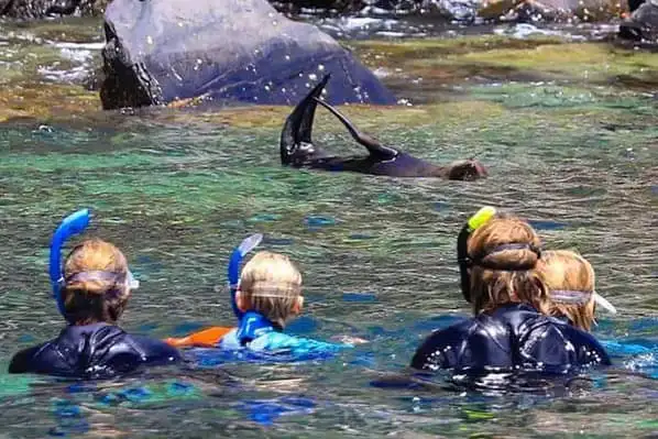 Kangaroo Island snorkelling with dolphins and seals