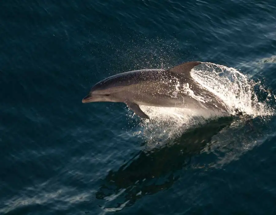 Byron Bay Dolphin Cruise from Ballina