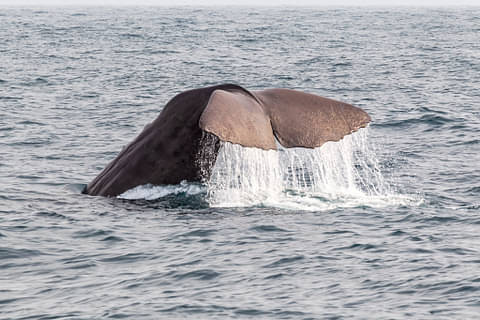 Kaikoura Day Trip From Christchurch Special