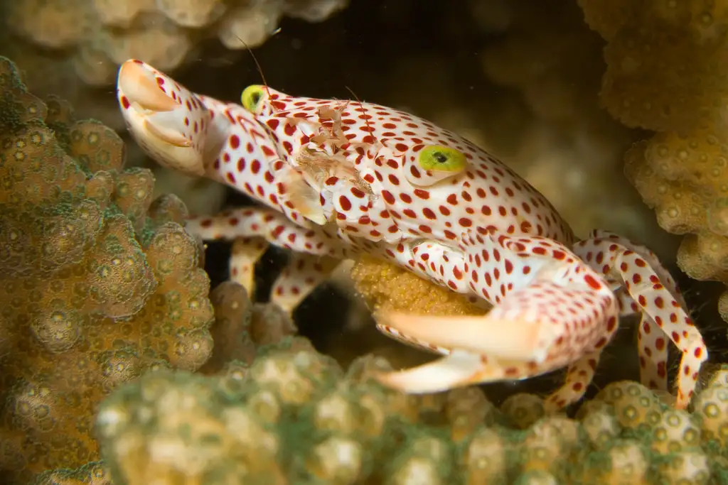 Muiron Island Dive and Snorkel Tour