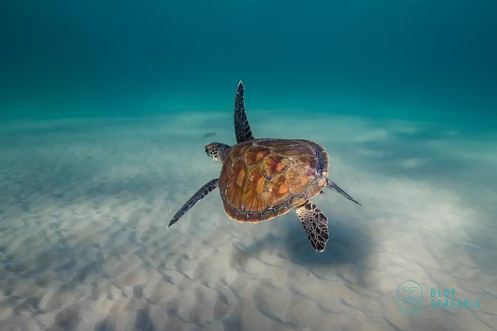 Snorkel with Turtles | Gold Coast