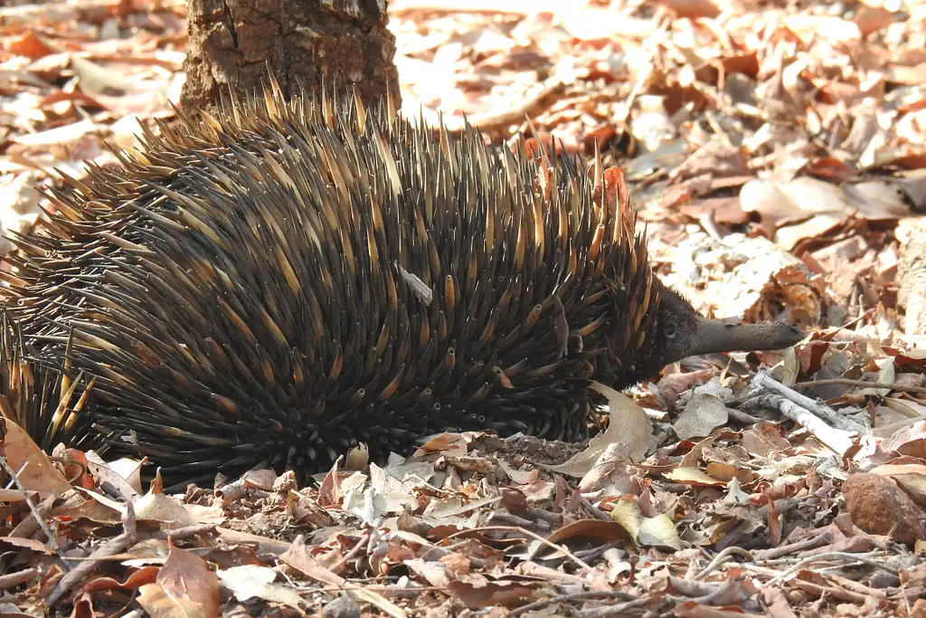 Territory Wildlife Park Entry & Day Tour | Lunch Included