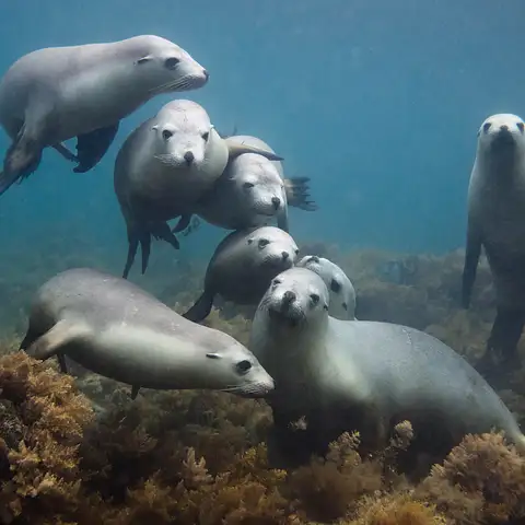 Swim with sea lions at Eyre Peninsula