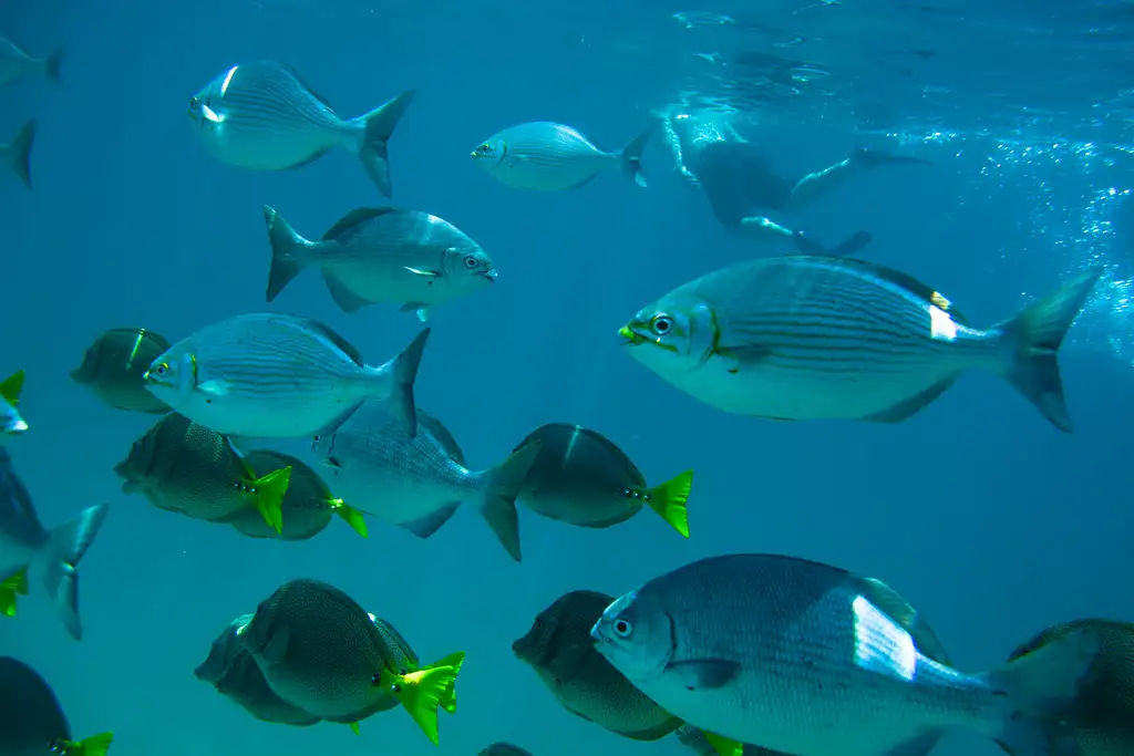 Guided Snorkel Tour - Santa Maria & Chileno Bays