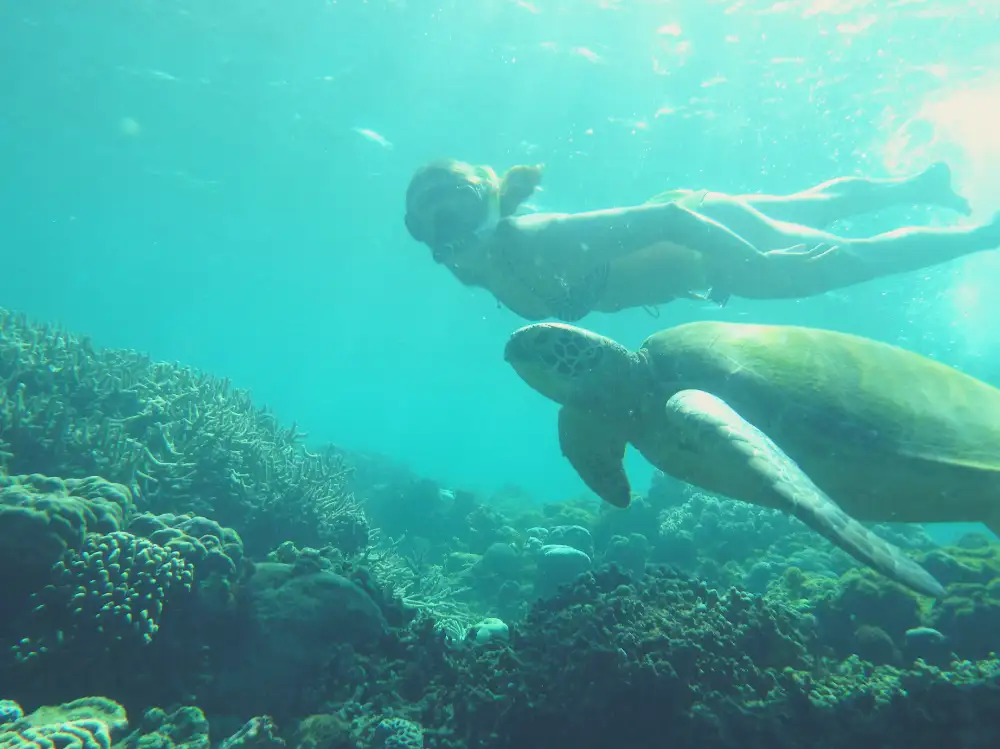 Whale Shark Swim and Canyoning Adventure | Oslob