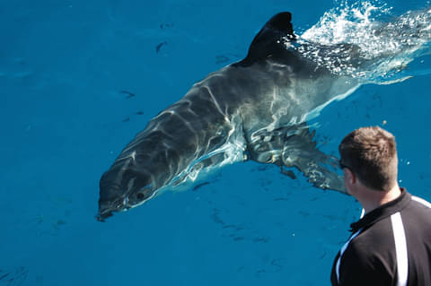 4 day, 3 night cage diving tour