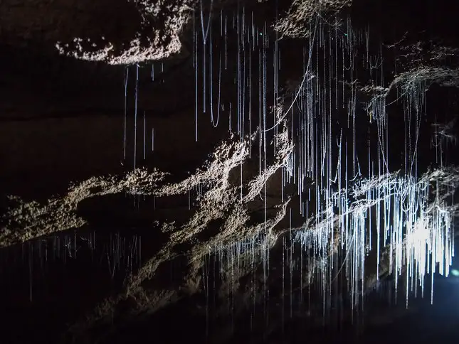 Glow Worm Cave Tour | West Coast