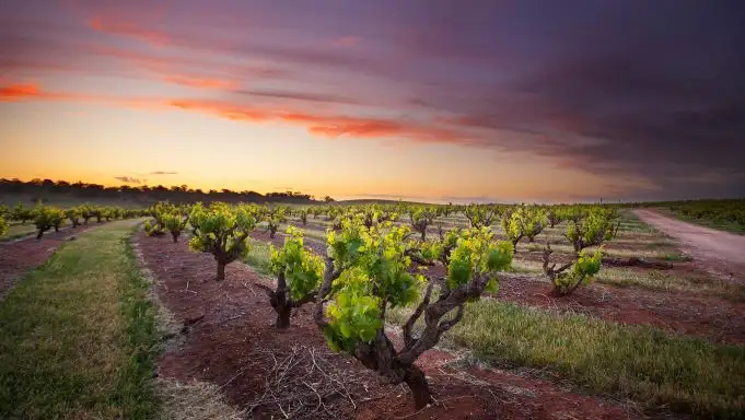 Segway Vineyard Tour - Seppeltsfield Barossa