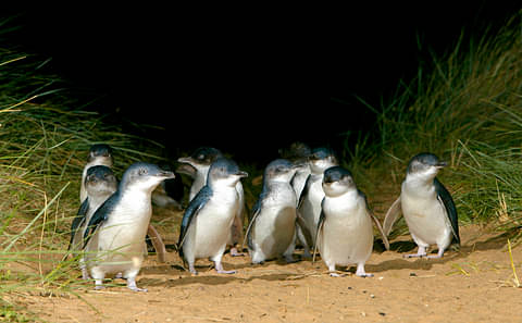 French Island & Phillip Island Day Tour