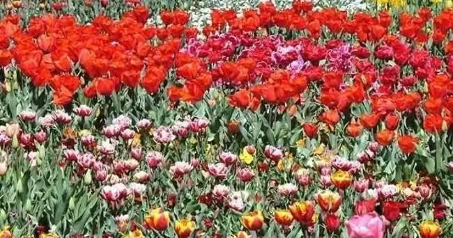 Canberra Floriade - Day Tour Departing Sydney