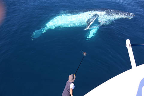 Whale Watching Cruise Deals