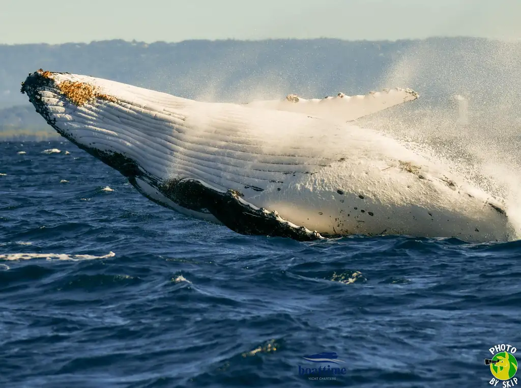 Small Group, Super Yacht Whale Watching Experience