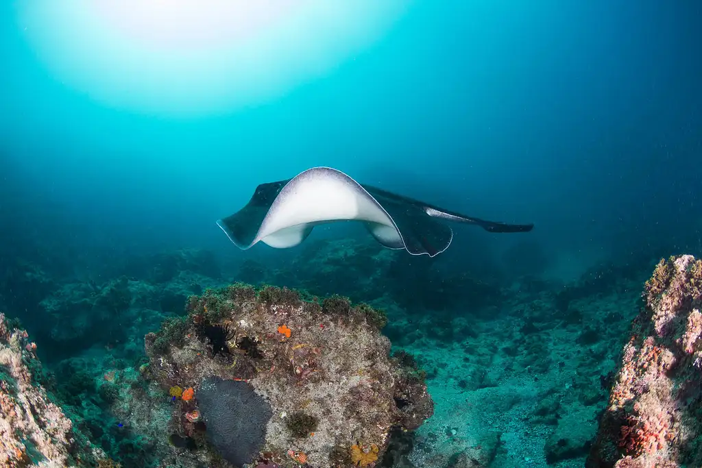 Snorkelling Tour Nguthungulli Julian Rocks | From Byron Bay