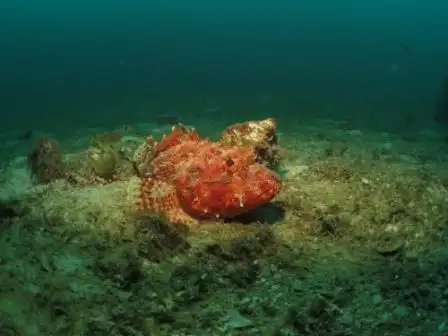 Canterbury Wreck and Reef Dive