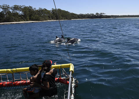 Dolphin watching Jervis Bay