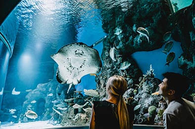 Cairns Aquarium Shark Dive Prices