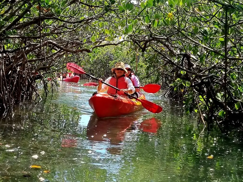 Noosa Mangroves and Mansions Kayak Adventure