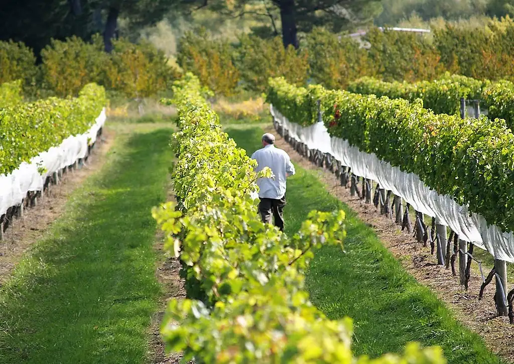 Hawkes Bay Half Day Wine Tour