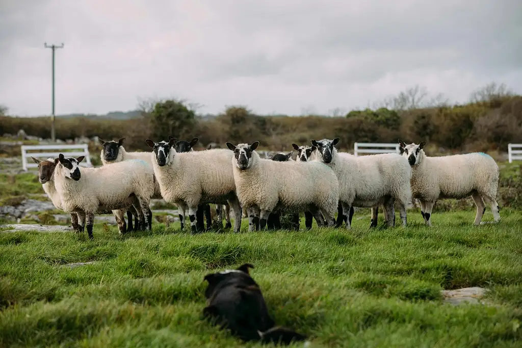 Wicklow And Glendalough Tour With Sheepdog Demonstration
