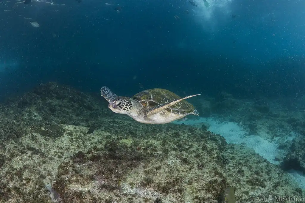 Sea turtle workshop + Snorkelling Tour