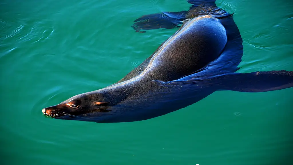 Cape Point Full Day Tour
