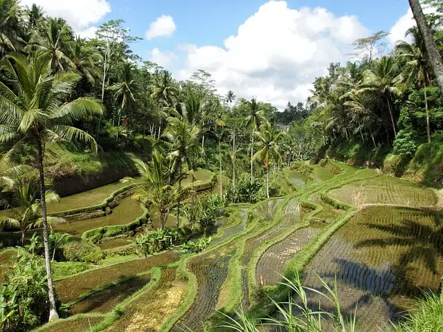 7 Day Bali Package with Caroline | 5 August 2024
