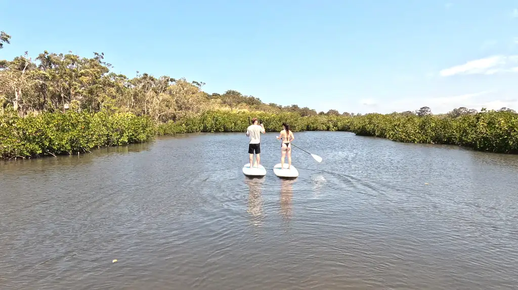 Noosa Stand Up Paddle & Mangrove Tunnel Tour