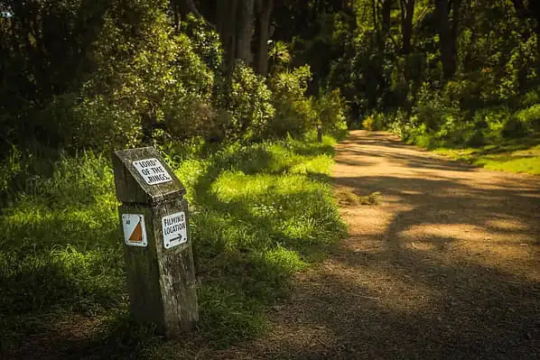 A photo of a walking track through a shady but vibrant forest. 