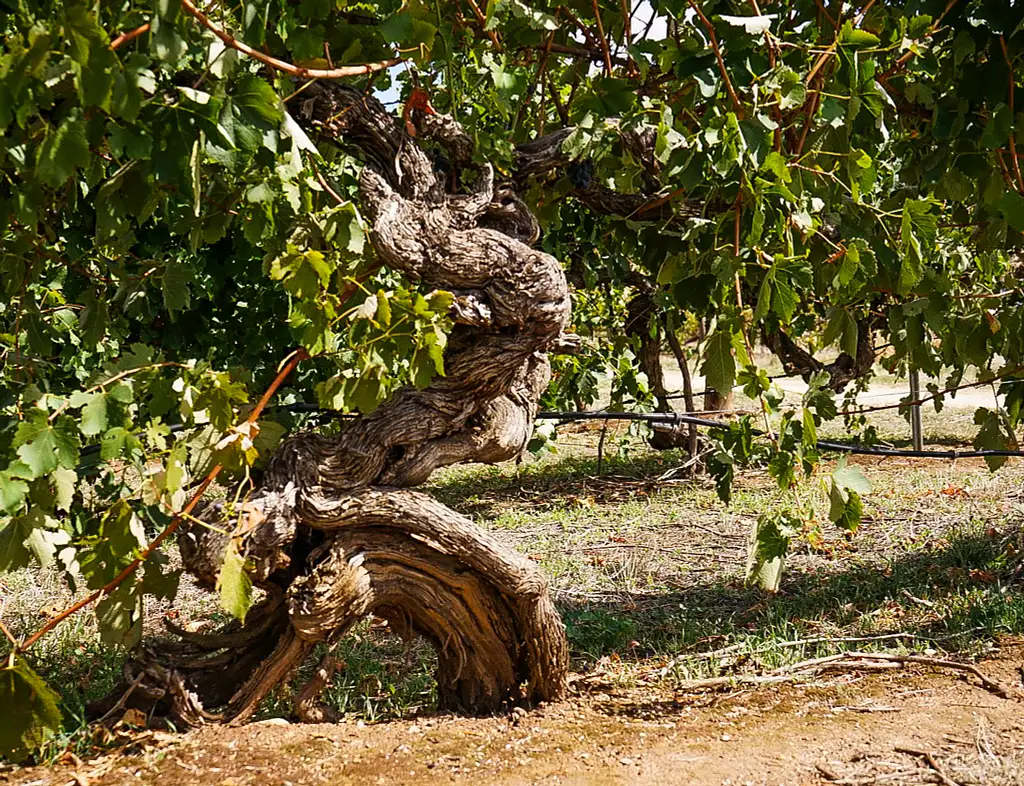 Clare Valley UnCorked Wine Tour from Adelaide