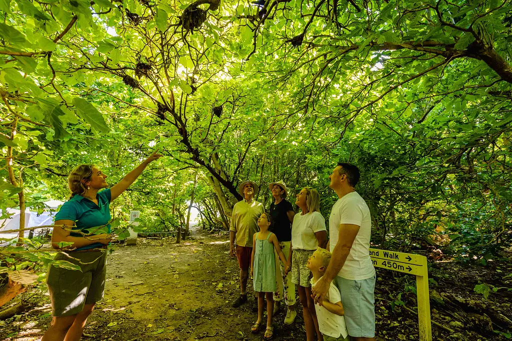 Lady Musgrave Experience Southern Great Barrier Reef Full Day Tour | From Bundaberg