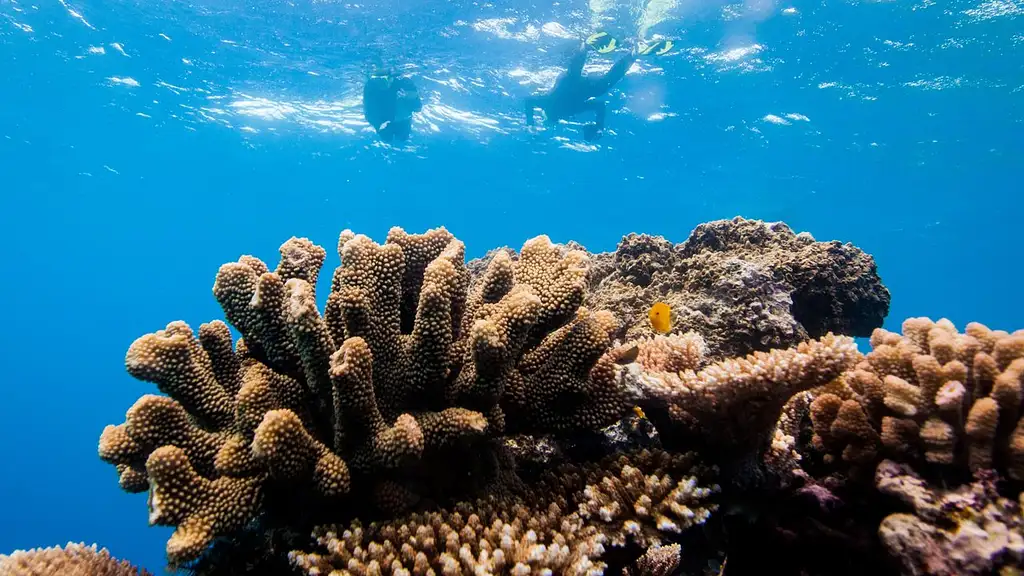 Museum of Underwater Art Day Tour - Snorkel Including Ferry
