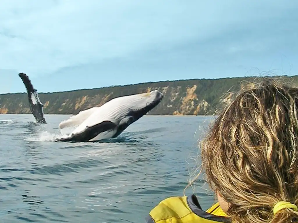 Dolphin Sea Kayak Tour & Beach 4X4 Adventure | Depart Rainbow Beach