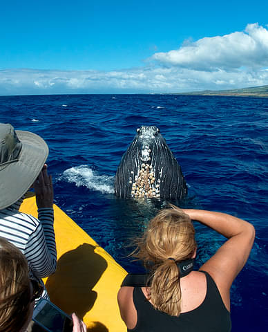 Maui Whale Watch Tour