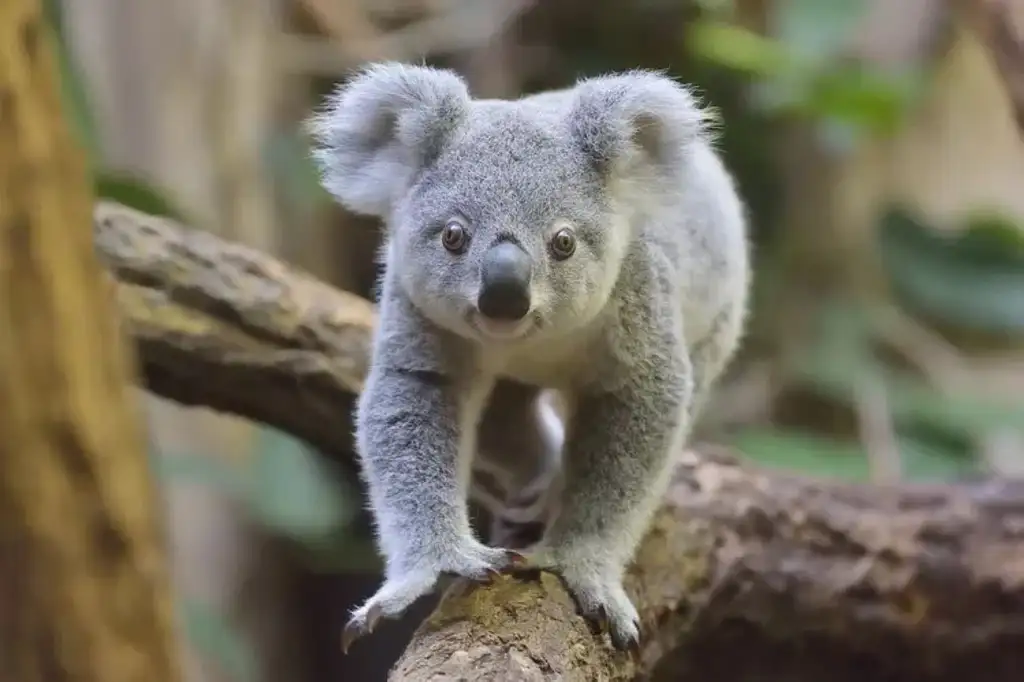 Wildlife, Daintree Rainforest & Mossman Gorge Tour | Optional Dreamtime Walk
