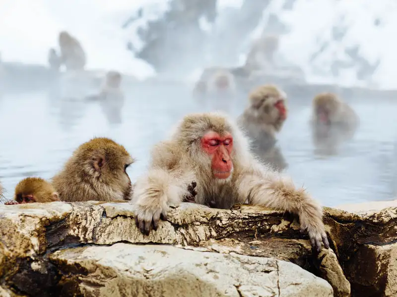 11 Day Japan Winter Classic - Tokyo to Tokyo | One Life Adventure Tours