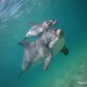 Swim with wild Dolphins | Bunbury