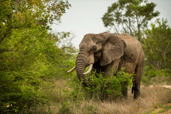 Elephant tour Johannesburg Africa