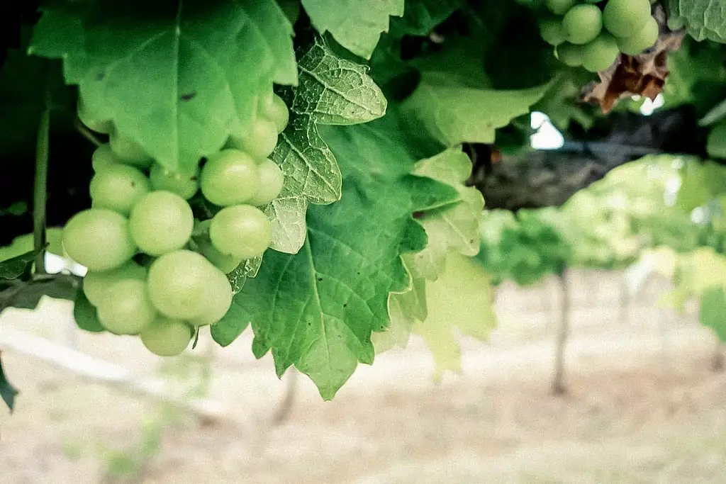 Food and Wine Lovers Full Day Tour