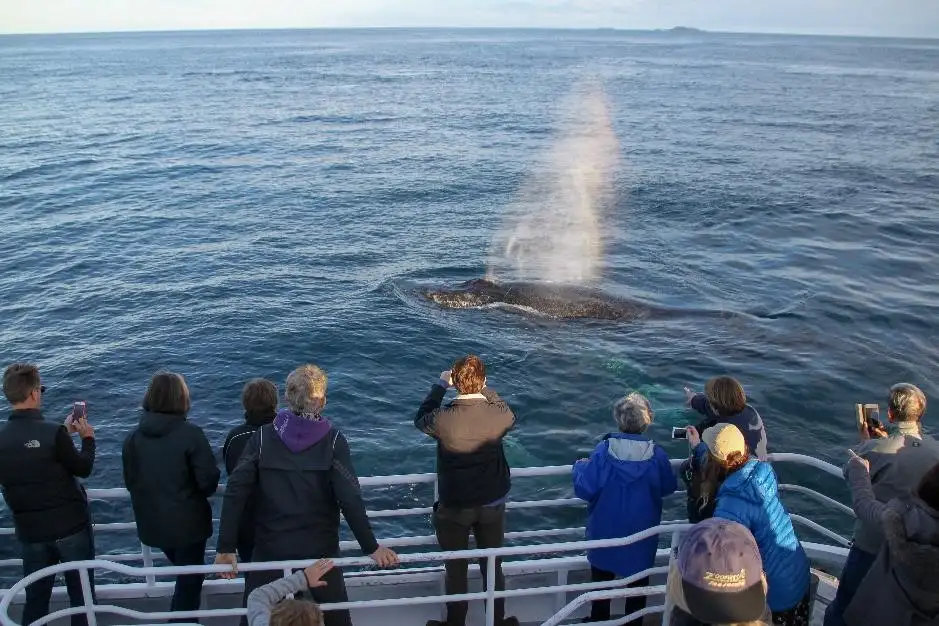 Dunsborough Whale Watching Eco Tour