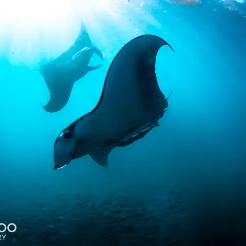 manta-ray-snorkel-swim