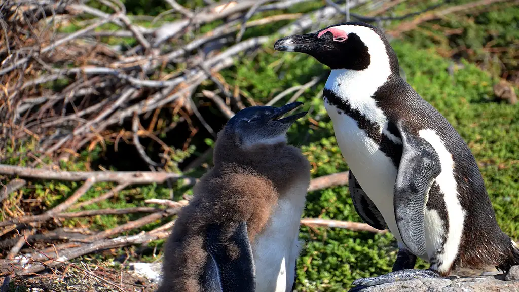 Cape Point Full Day Tour