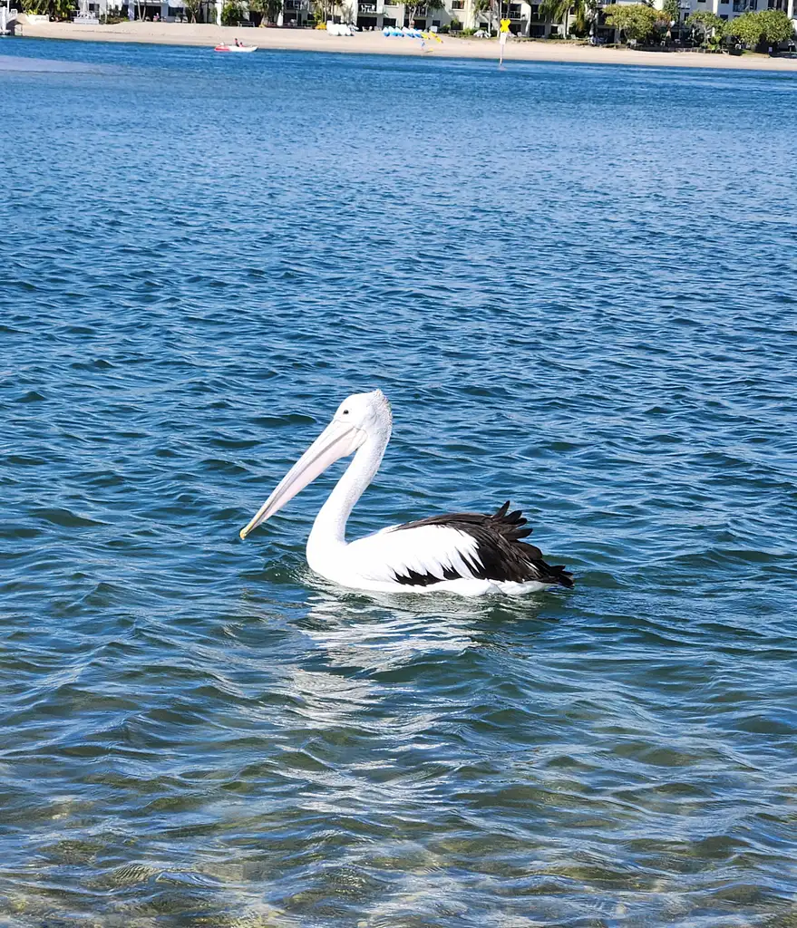 Noosa Stand Up Paddle & Mangrove Tunnel Tour