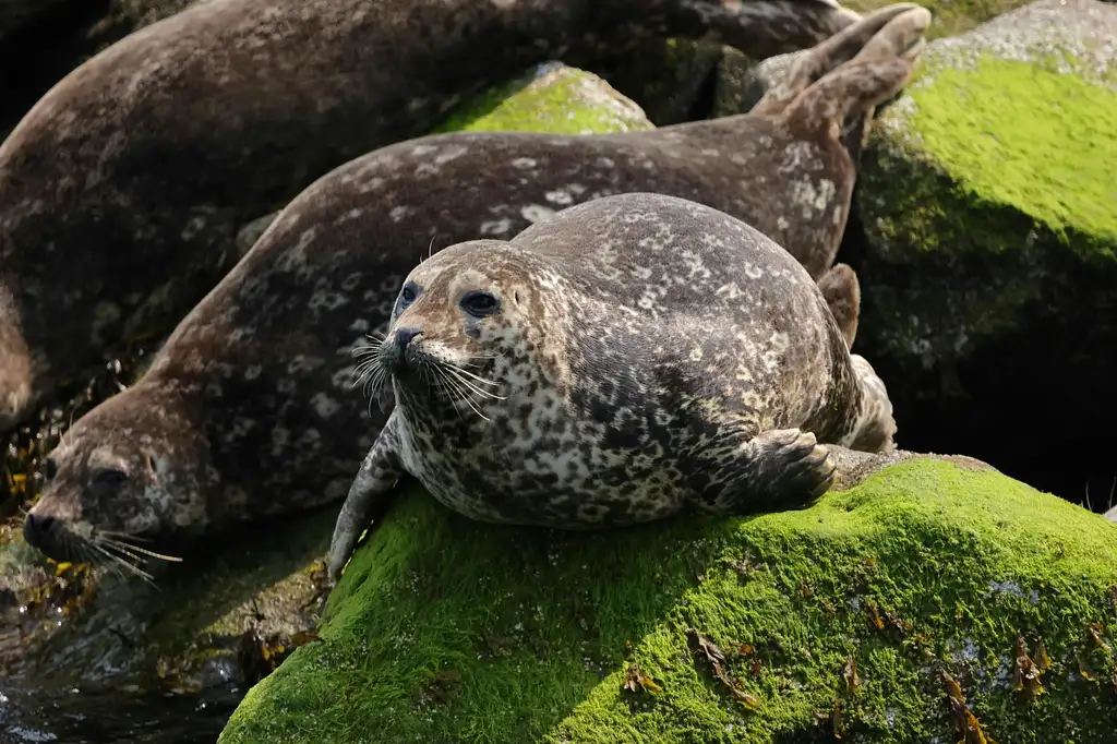 Sea Vancouver Waterfront | Sightseeing With City And Nature Tour