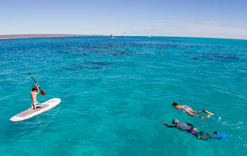 Ningaloo Reef Whale Shark Snorkel