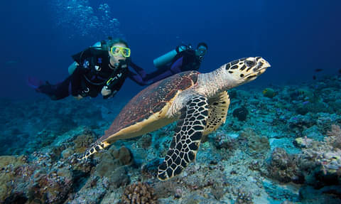 dive-solitary-islands