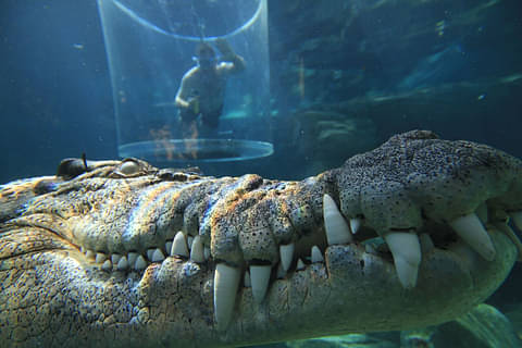 crocosaurus discount